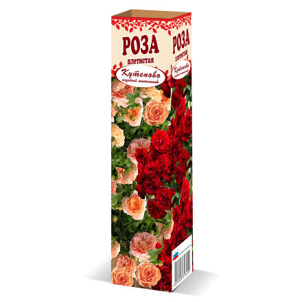 Роза плетистая Кутепово в коробке во Владивостоке 