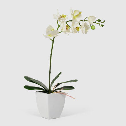 Орхидея Конэко-О 578_10159_185 в белом кашпо 60 см во Владивостоке 