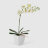 Орхидея Конэко-О 578_10159_185 в белом кашпо 60 см во Владивостоке 