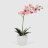 Орхидея Конэко-О 556_10159_185 в белом кашпо 60 см во Владивостоке 